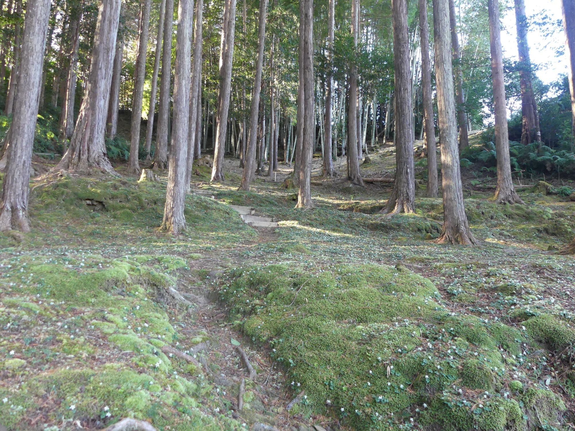 眞辺誠男さんのバイカオウレン山