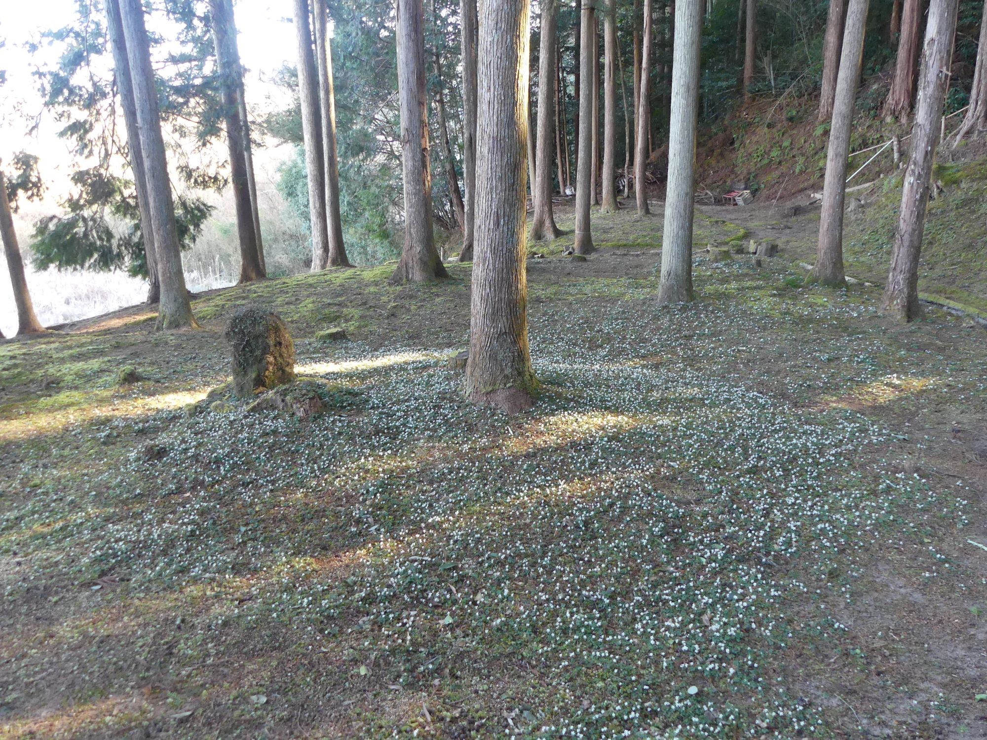 眞辺誠男さんのバイカオウレン山